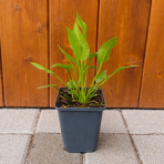 Žabník obyčajný (Alisma plantago-aquatica) - výška 10-20 cm, kont. P9